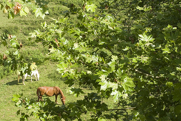 The feeling of Green Spain