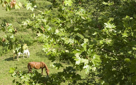 The feeling of Green Spain