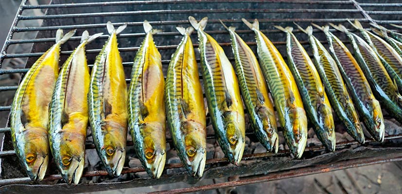 Mackerel from Atlantic